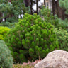 Dwarf Mugo Pine