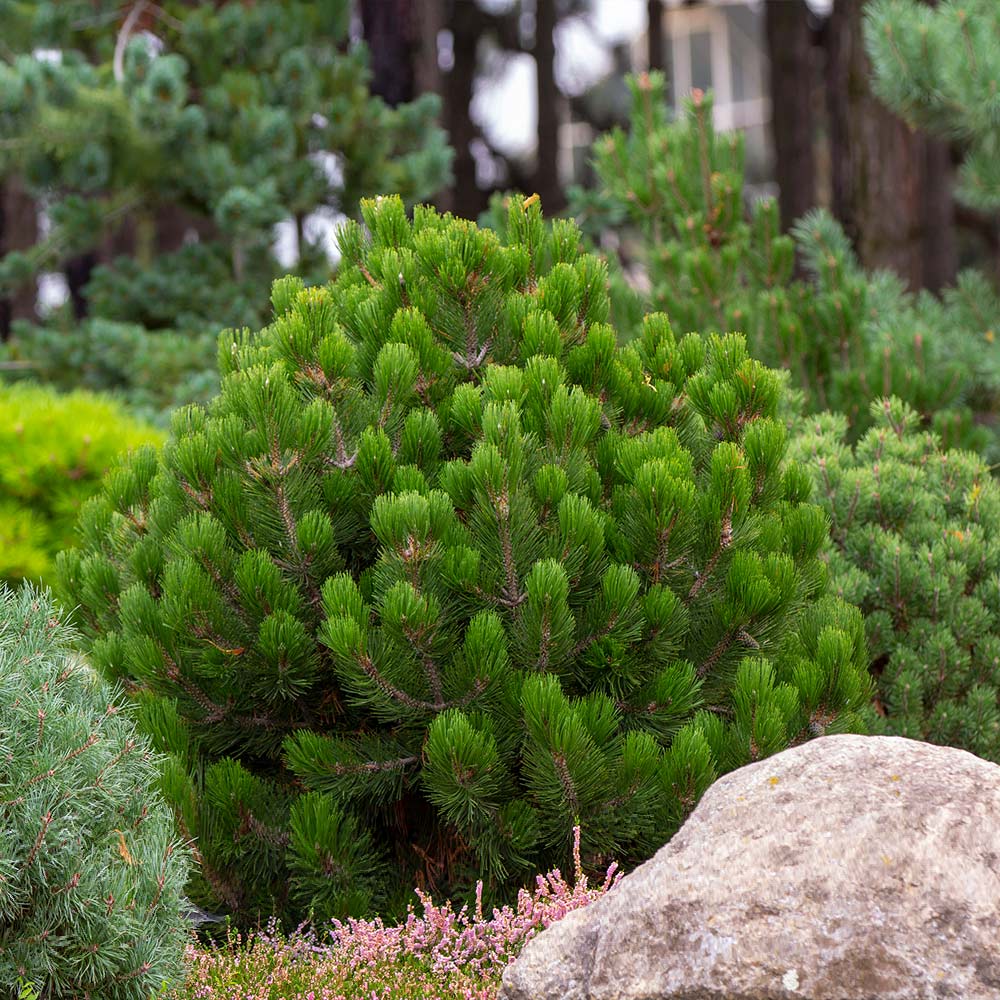 #3 - Dwarf Mugo Pine