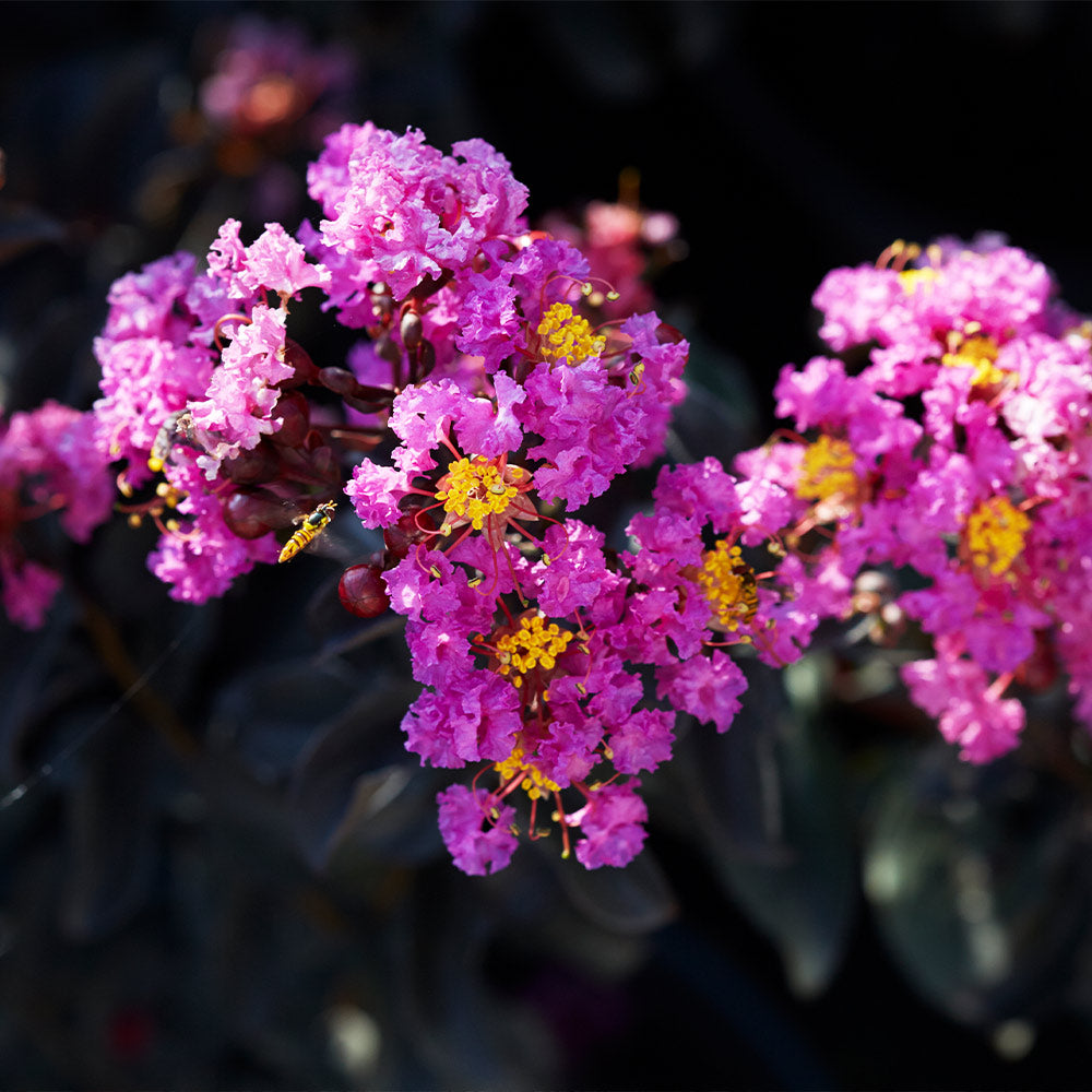 #2 - Black Diamond® Purely Purple™ Crape Myrtle Tree