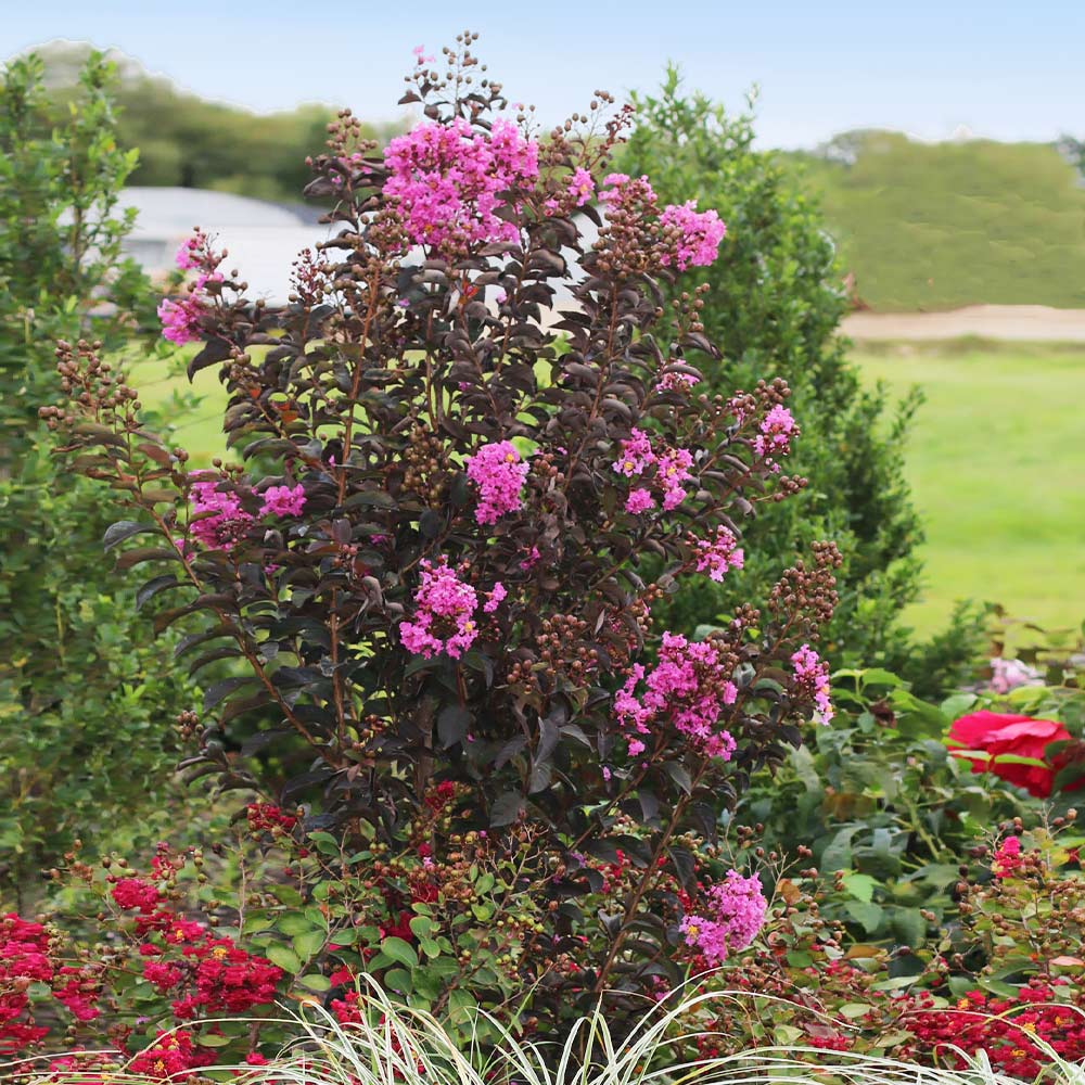 A photo of the Black Diamond® Purely Purple™ Crape Myrtle Tree