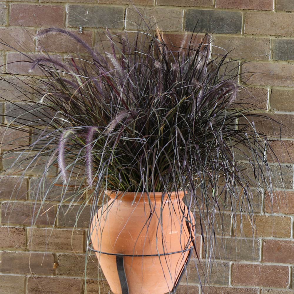 #3 - Purple Fountain Grass