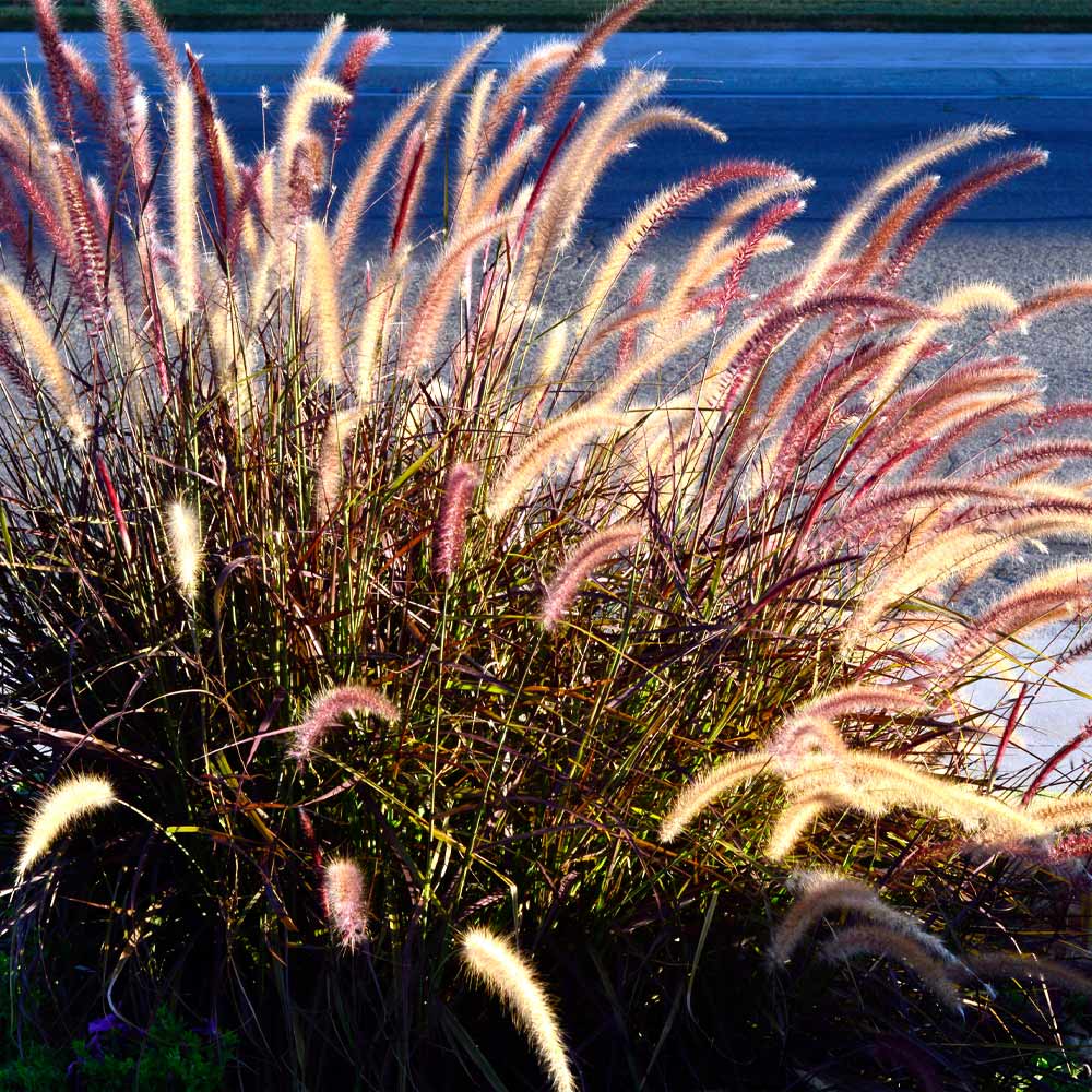 #4 - Purple Fountain Grass