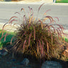 Purple Fountain Grass