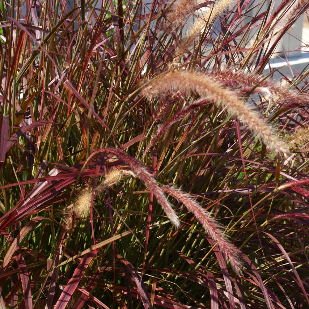 #5 - Purple Fountain Grass