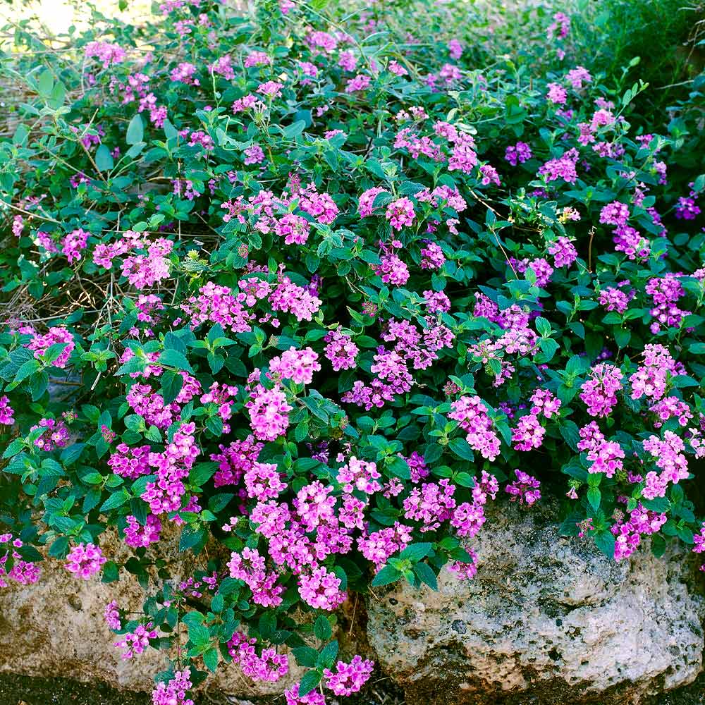 #2 - Purple Lantana