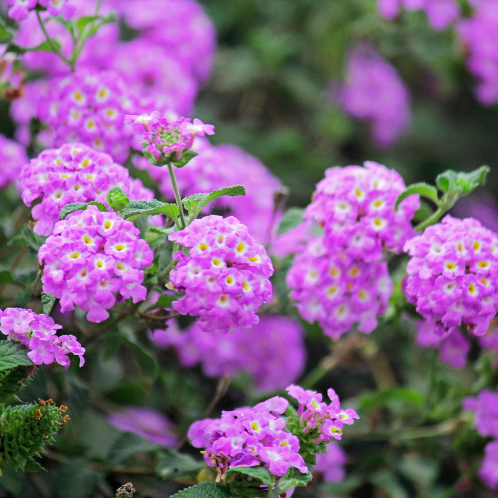 A photo of the Purple Lantana