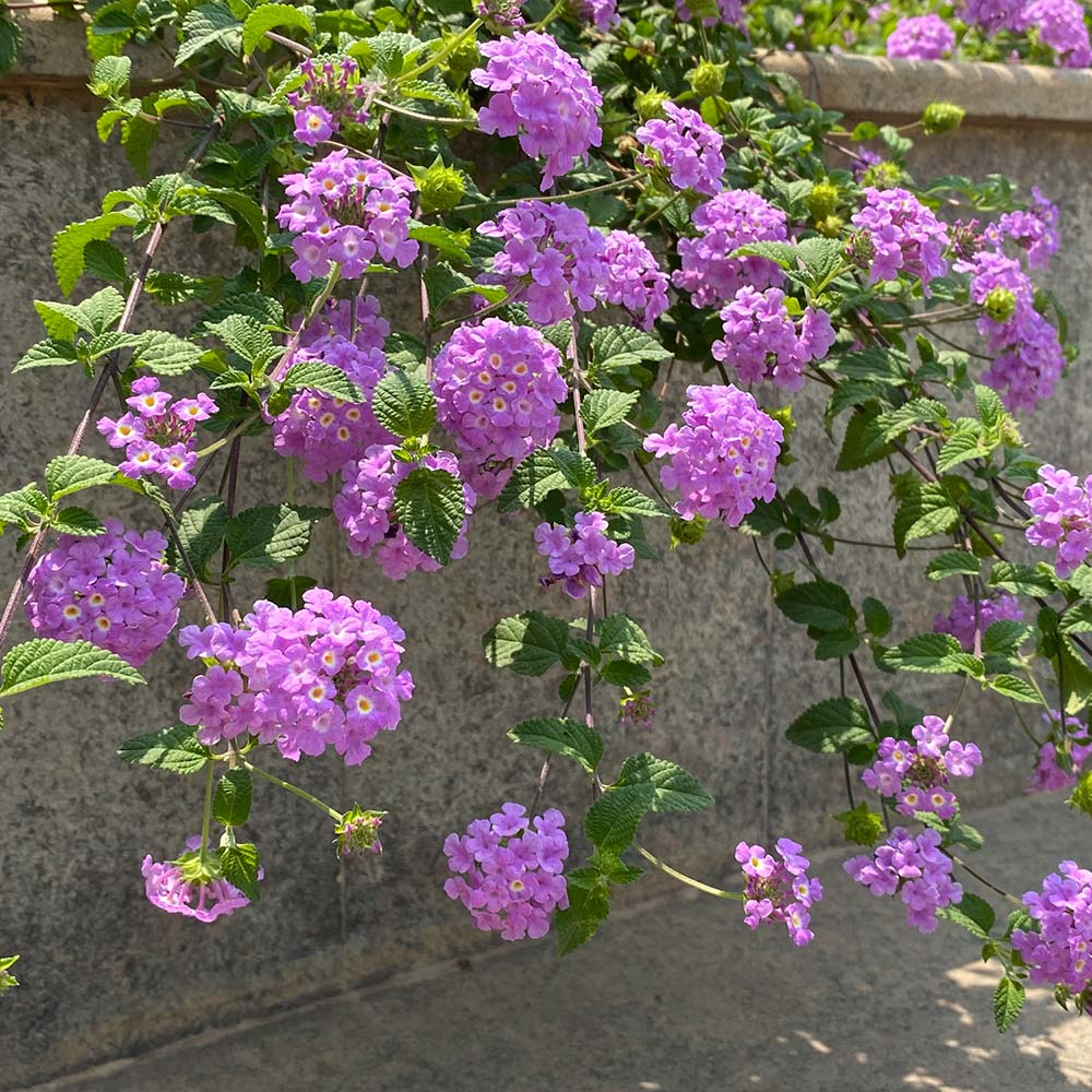 #3 - Purple Lantana