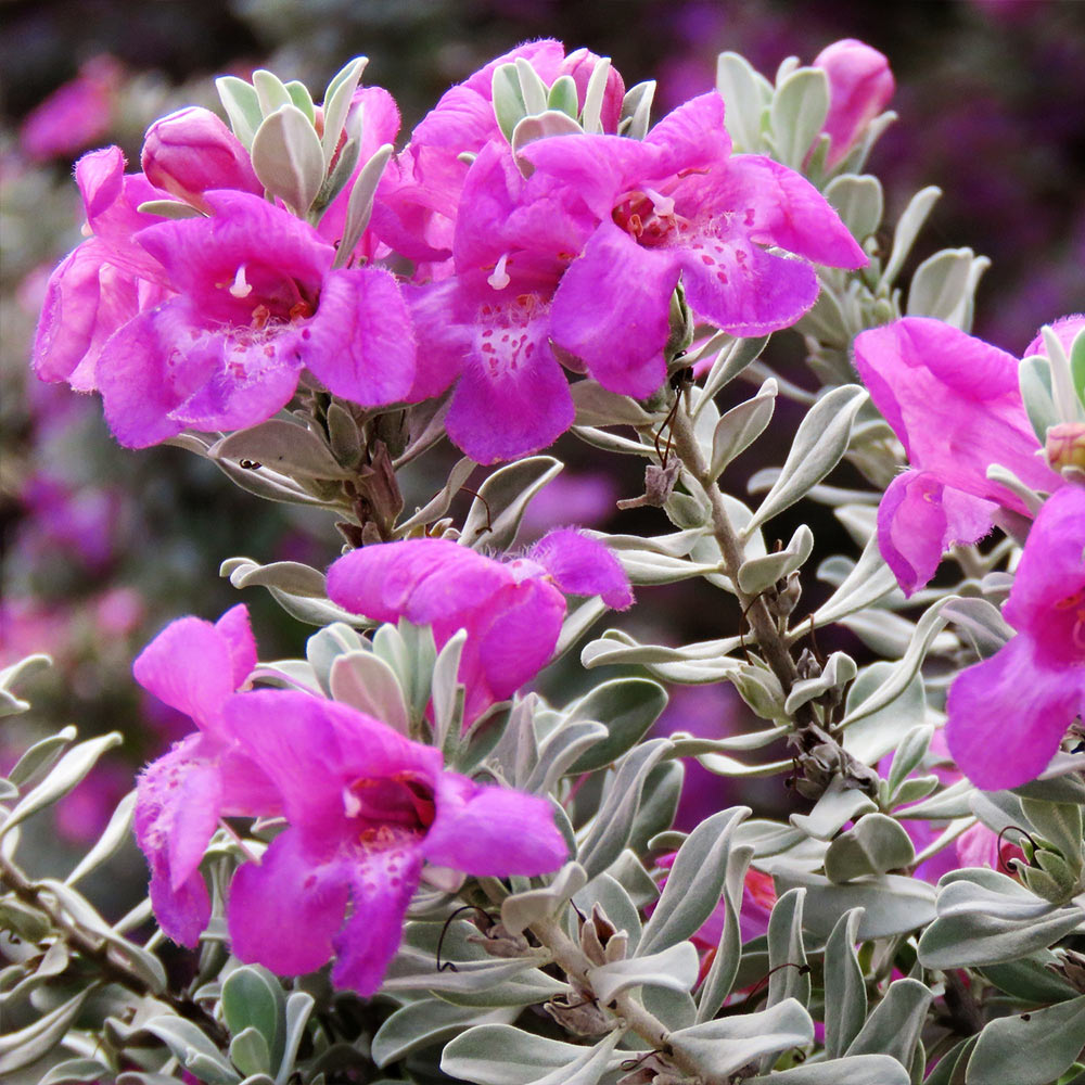A photo of the Purple Rain Texas Sage