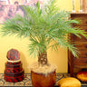 Pygmy Date Palm Tree