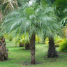 Pygmy Date Palm Tree
