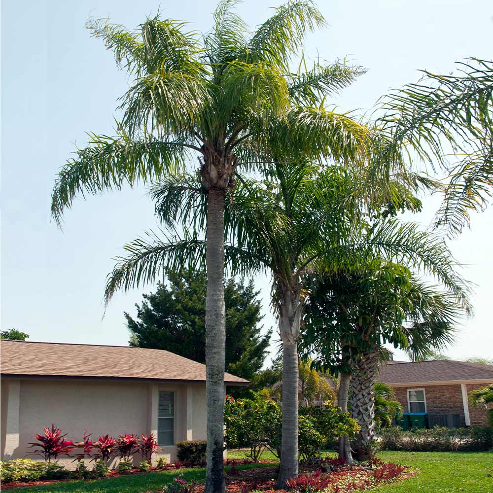 Queen Palm Tree
