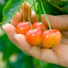 Rainier Cherry Tree