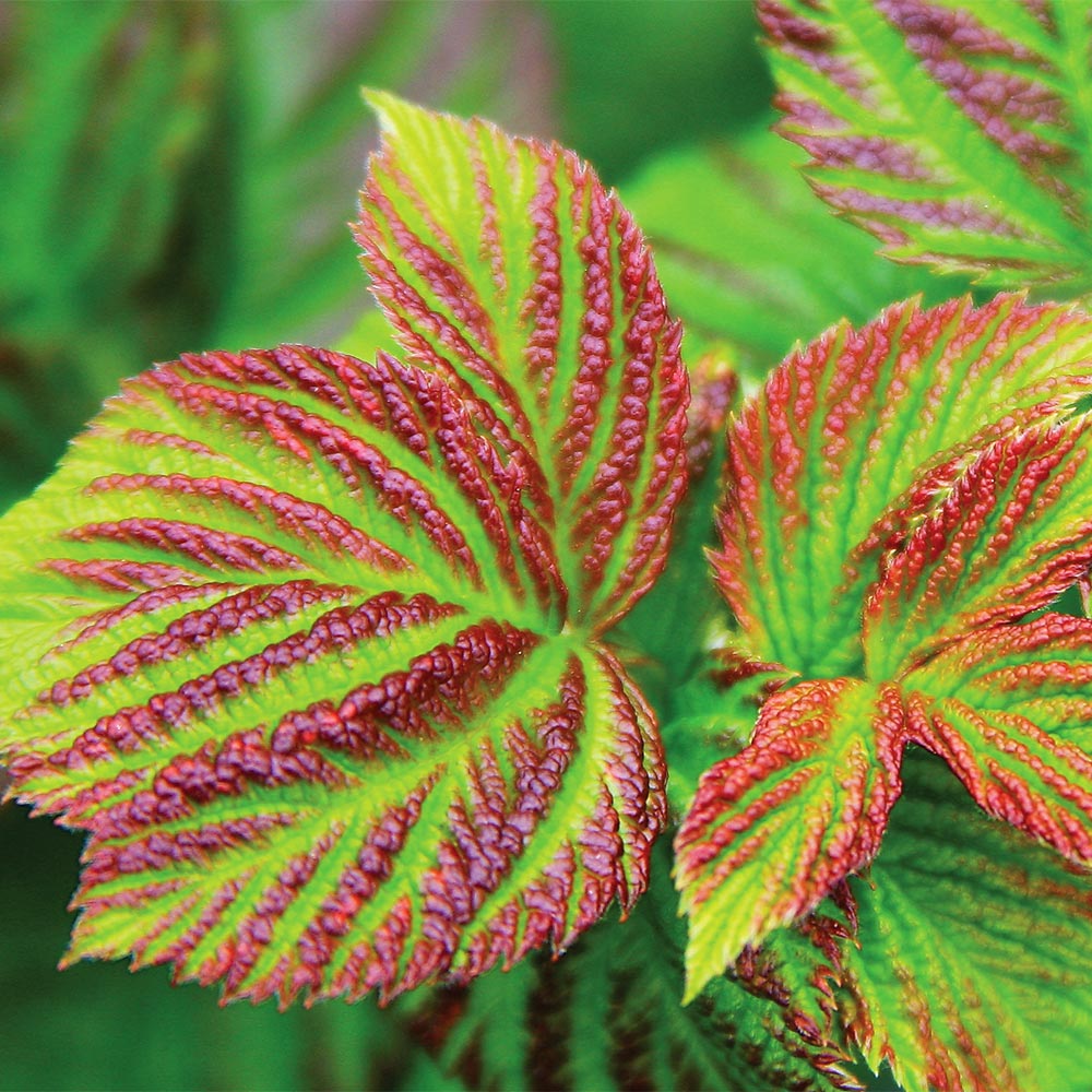 #2 - Bushel and Berry® Raspberry Shortcake® Bush