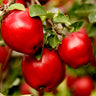 Red Delicious Apple Tree