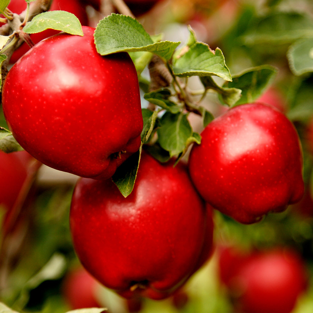 #2 - Red Delicious Apple Tree
