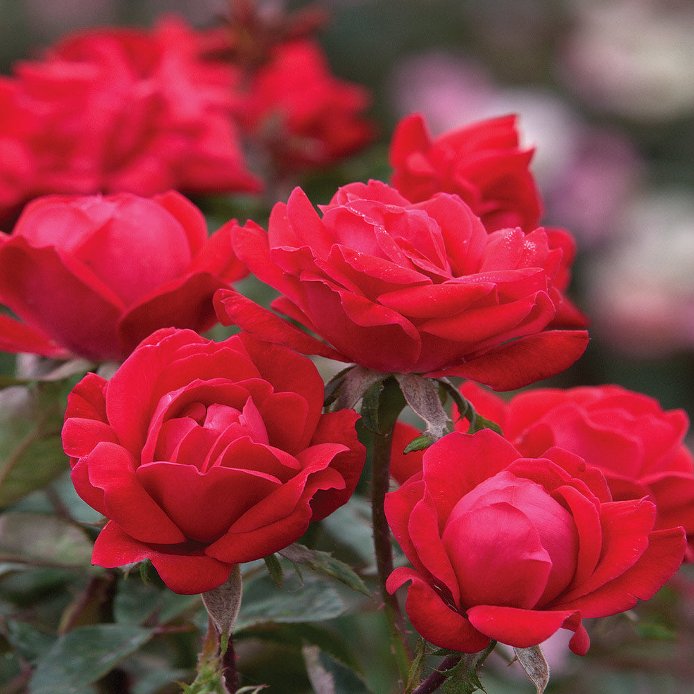 #2 - Double Knock Out® Rose