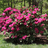 Red Rhododendron Shrub
