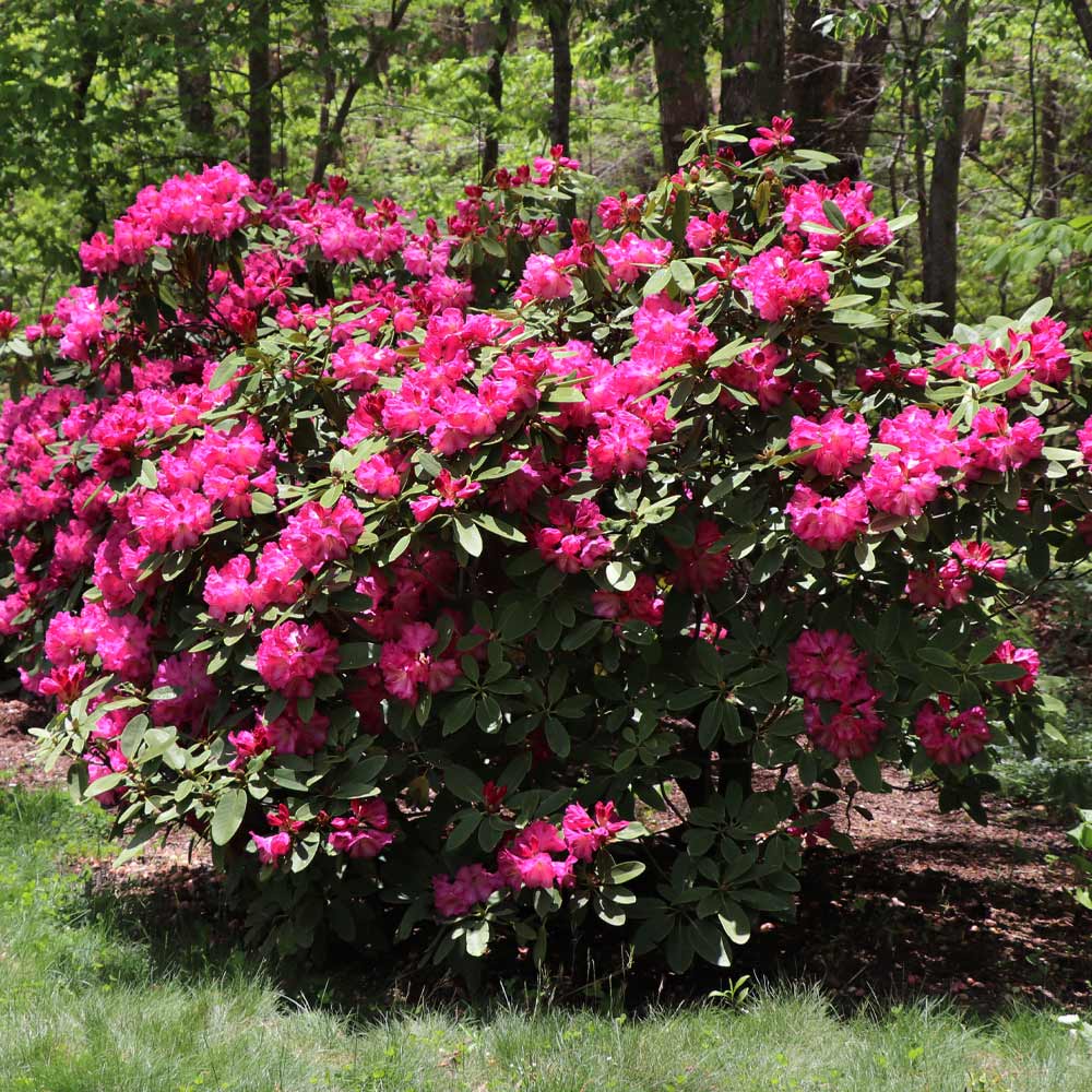 #2 - Red Rhododendron Shrub