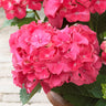 Red Sensation Hydrangea Shrub