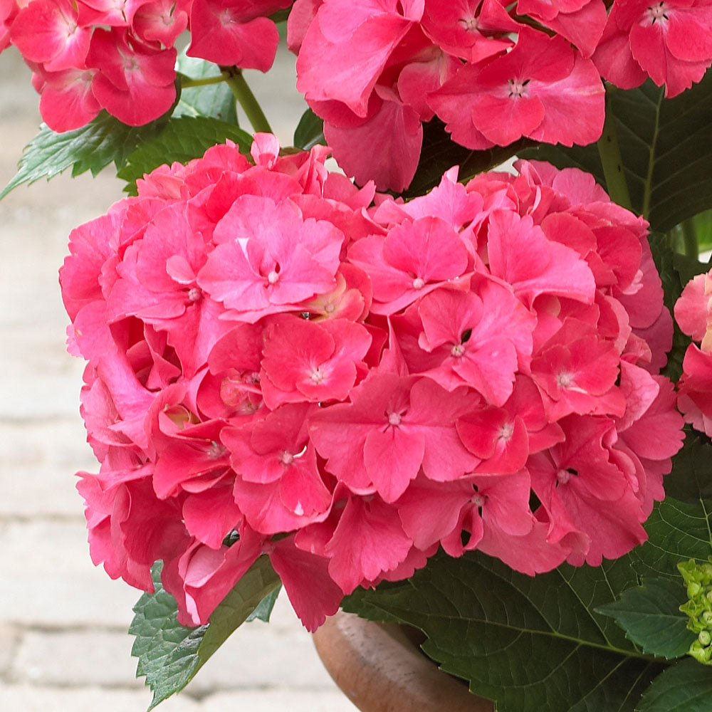 #2 - Red Sensation Hydrangea Shrub