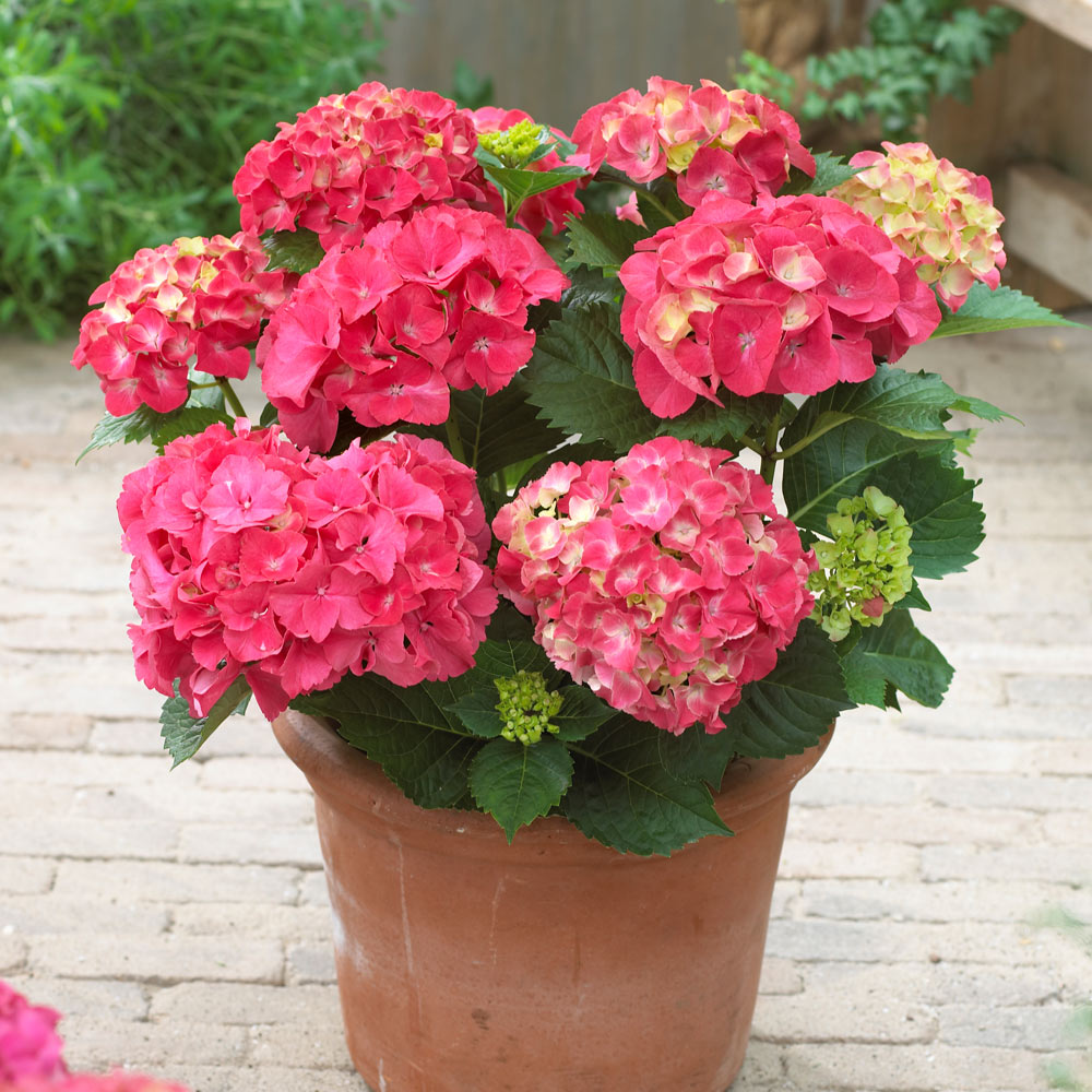 Red Sensation Hydrangea Shrub