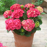 Red Sensation Hydrangea Shrub