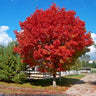 Red Sunset® Maple Tree