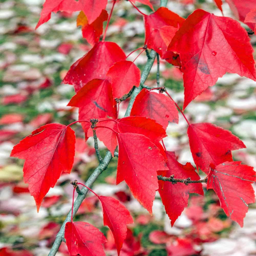 #2 - Red Sunset® Maple Tree