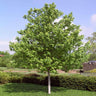 Red Sunset® Maple Tree