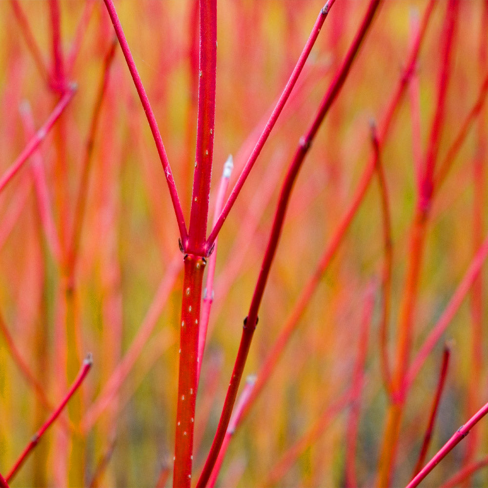 #3 - Red Twig Dogwood Shrub