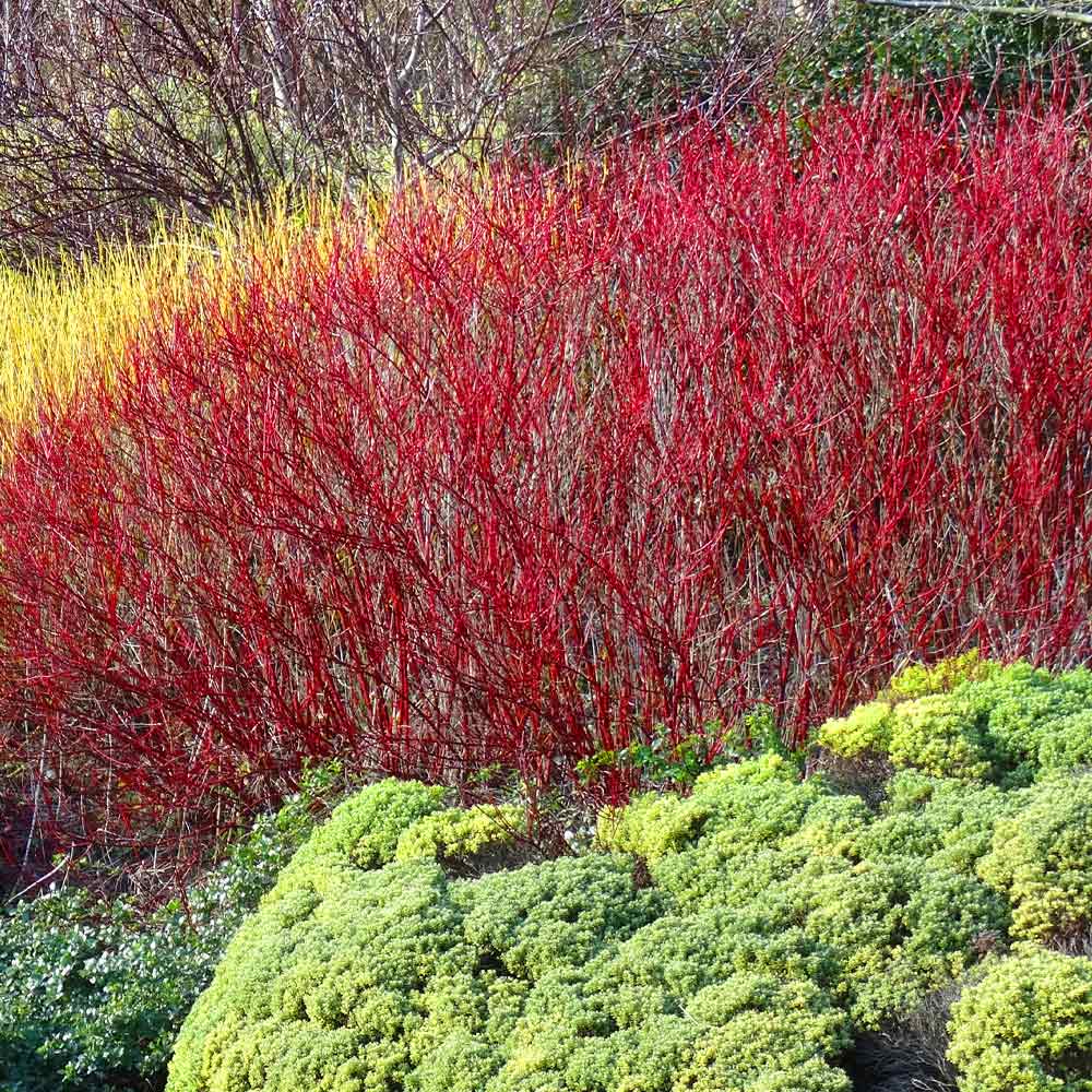#2 - Red Twig Dogwood Shrub