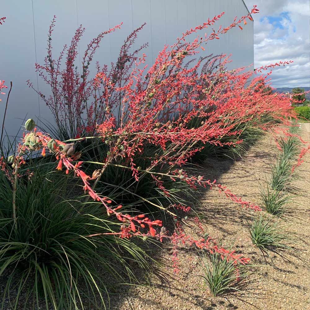 #2 - Red Yucca Plant