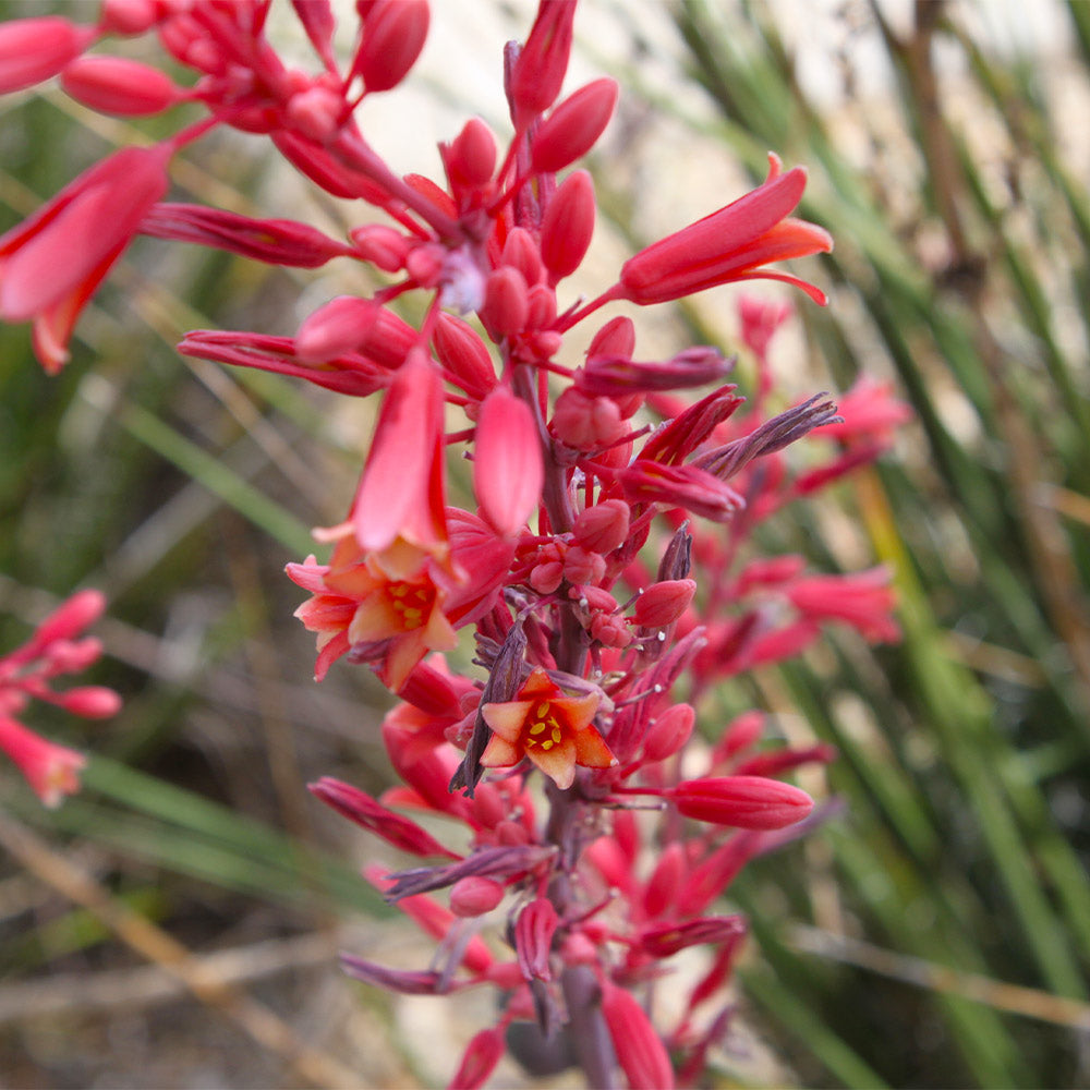 A photo of the Red Yucca Plant