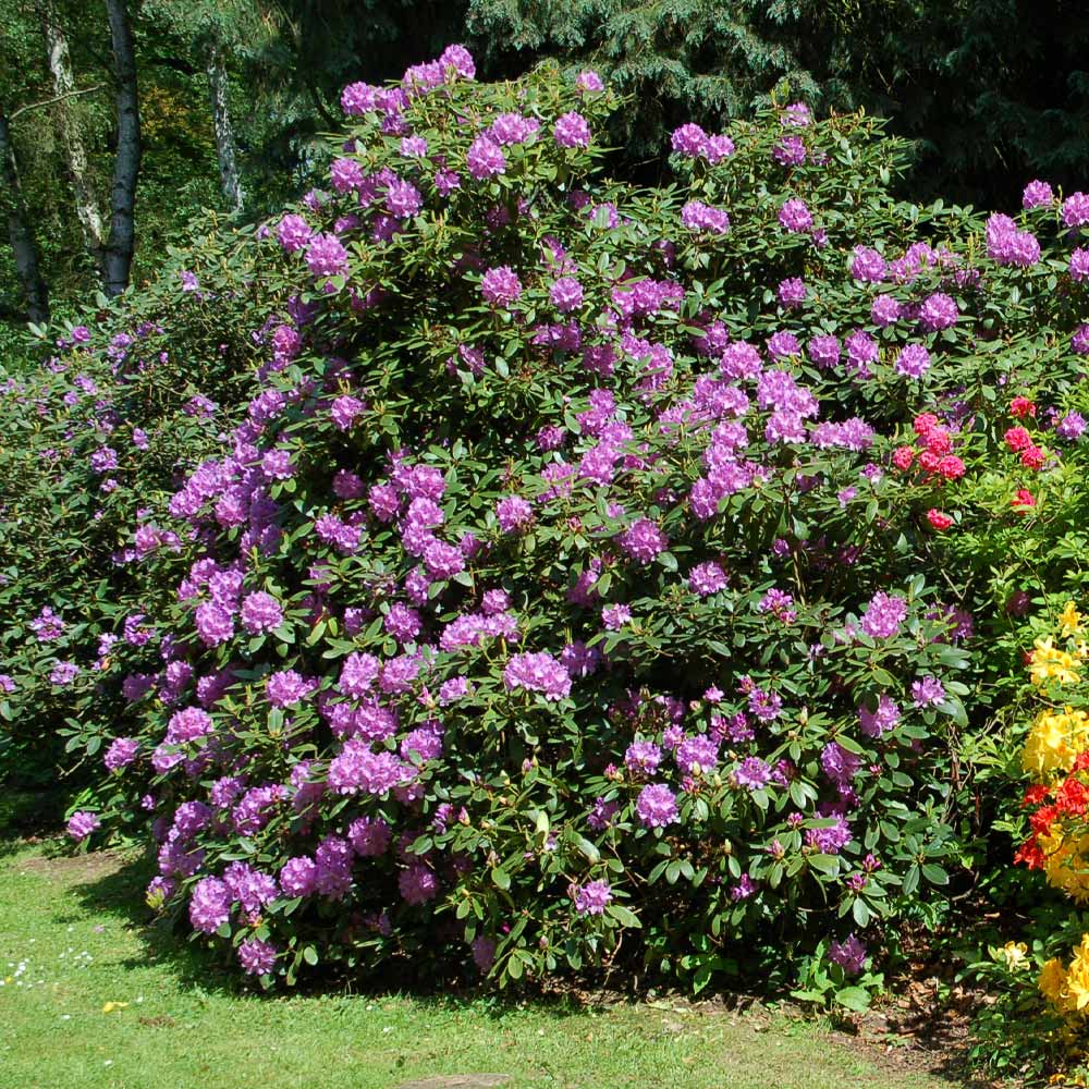 Lavender Rhododendron Shrub
