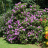 Lavender Rhododendron Shrub