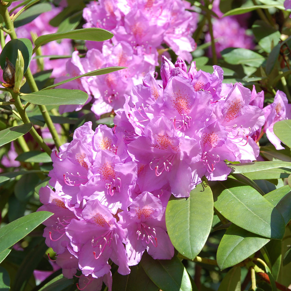 #2 - Lavender Rhododendron Shrub