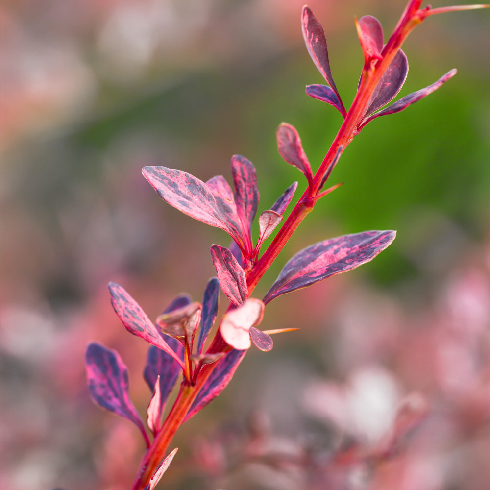 #2 - Rose Glow Barberry Shrub