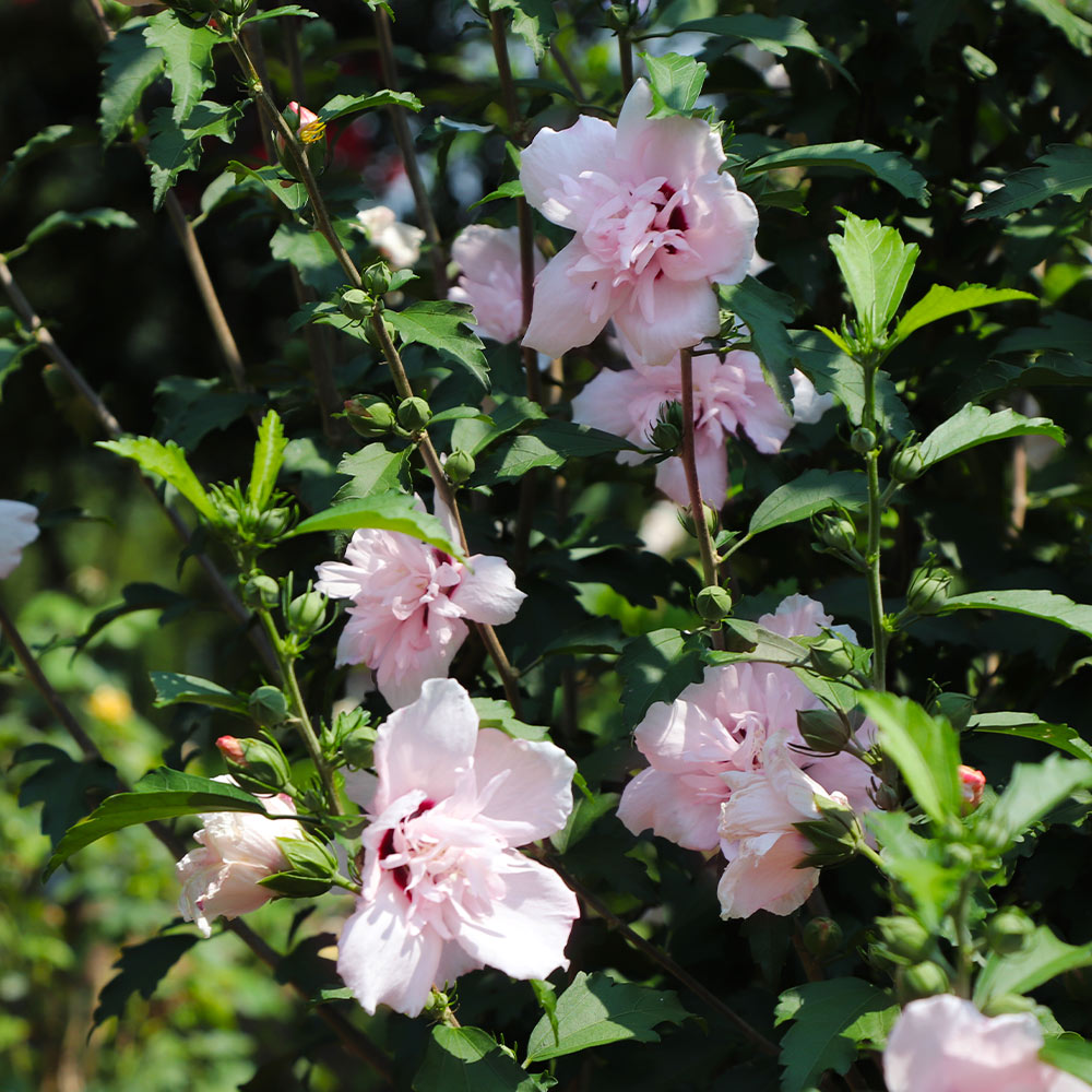 #2 - Pink Rose of Sharon Althea Tree