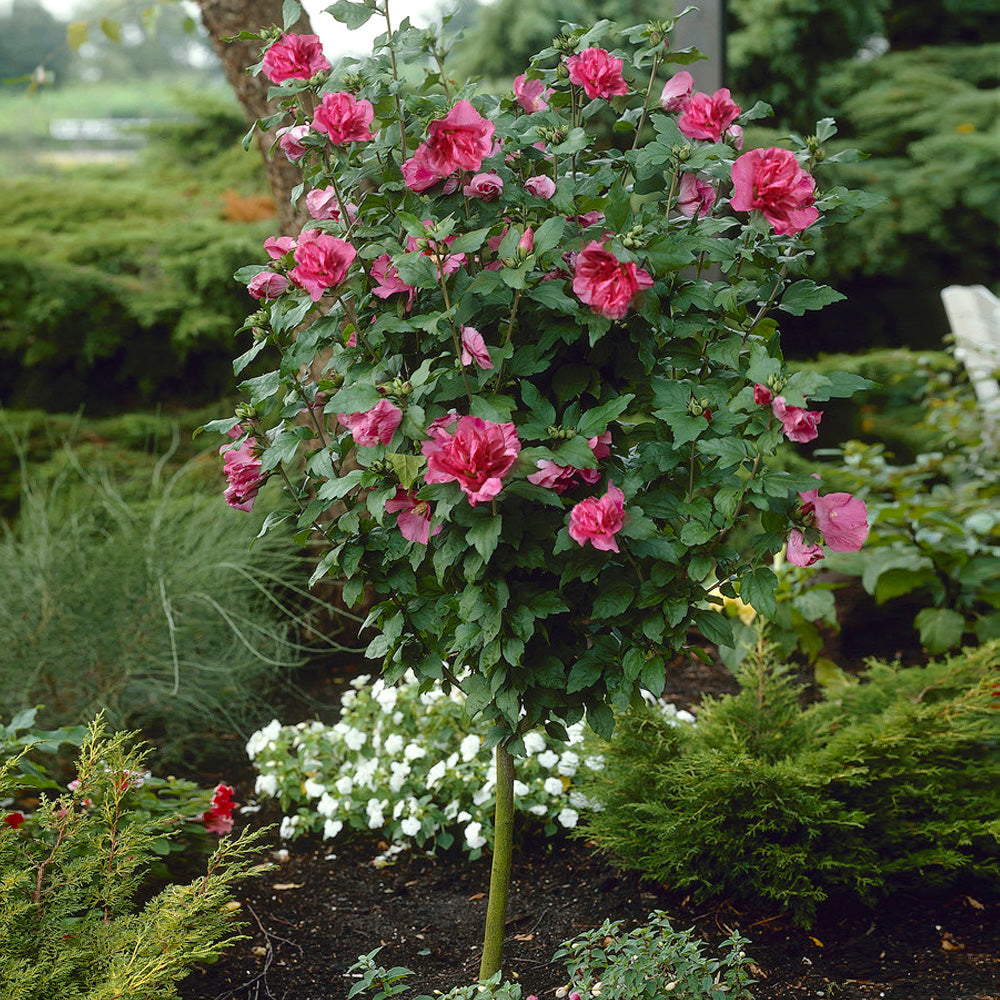 A photo of the Red Rose of Sharon Althea Tree