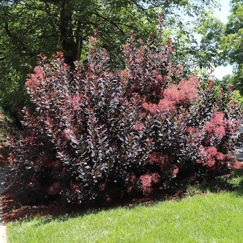 #3 - Royal Purple Smoke Tree