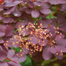 Royal Purple Smoke Tree