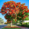 Royal Poinciana Tree