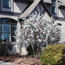 Royal Star Magnolia Tree