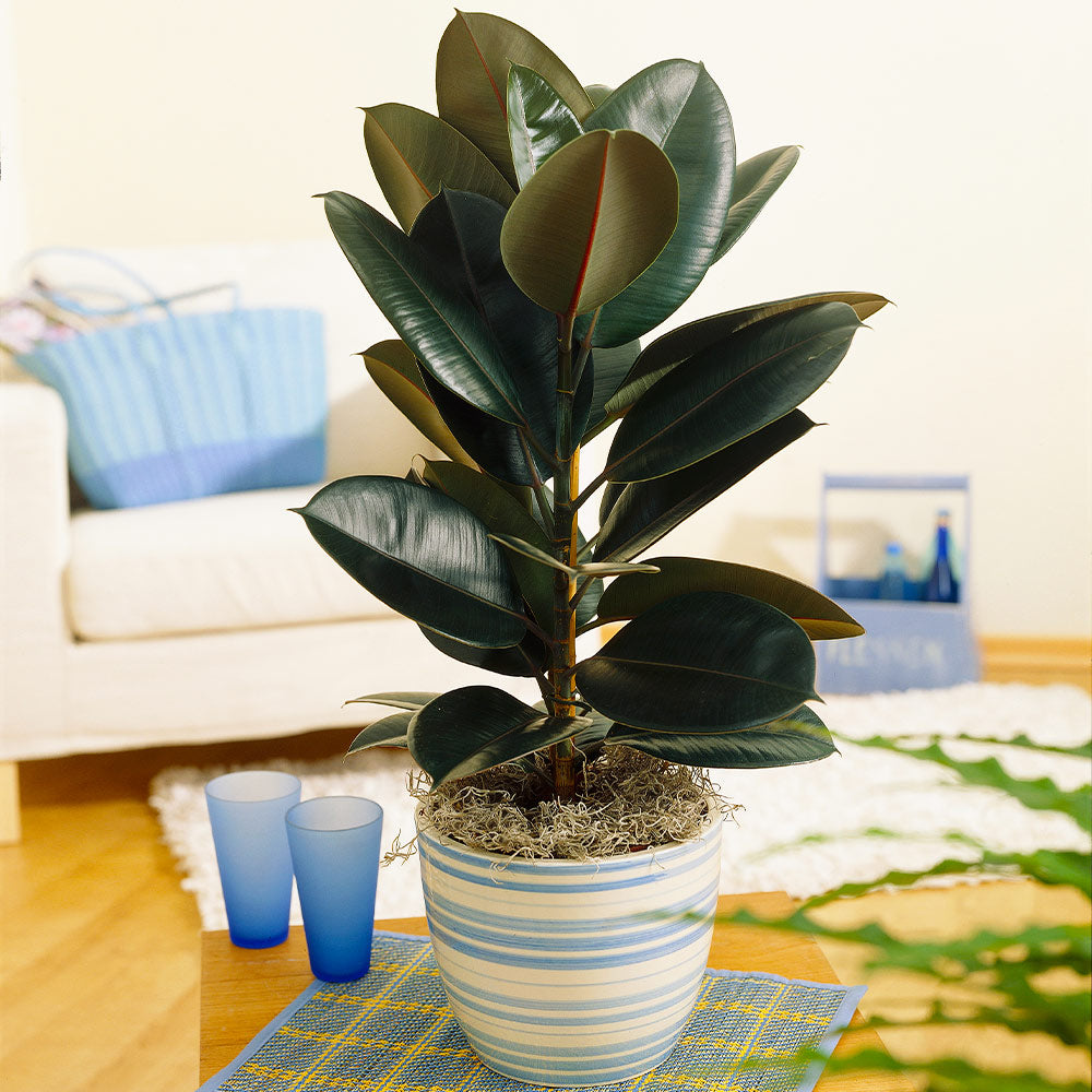 A photo of the Rubber Tree Plant