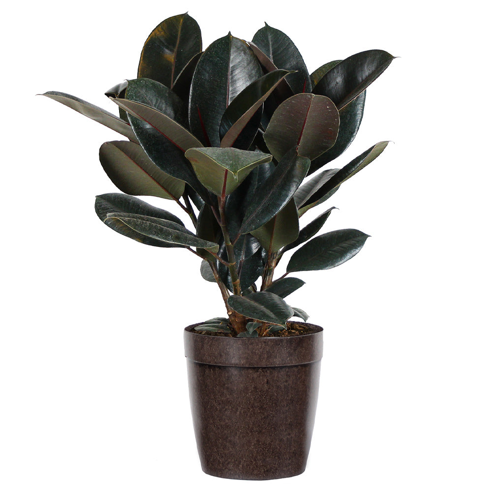 #3 - Rubber Tree Plant