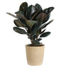 Rubber Tree Plant
