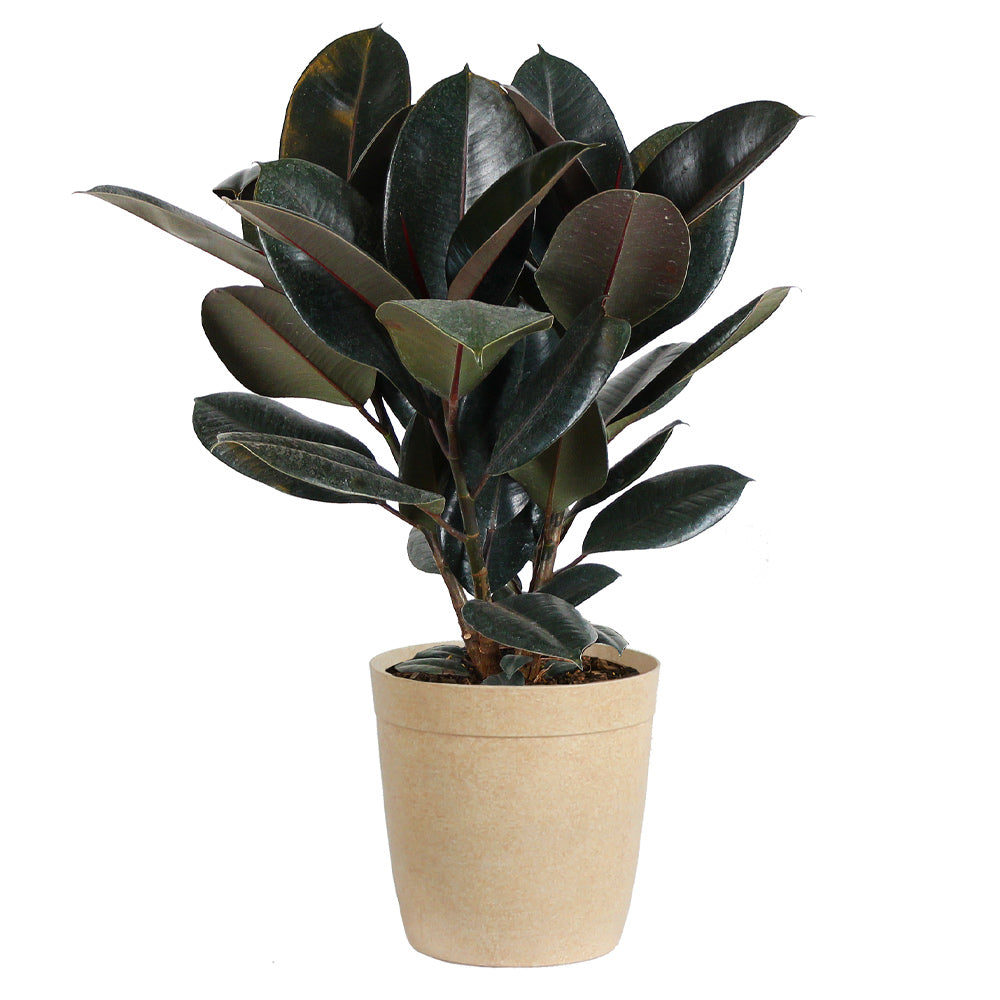 #4 - Rubber Tree Plant