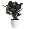 Rubber Tree Plant