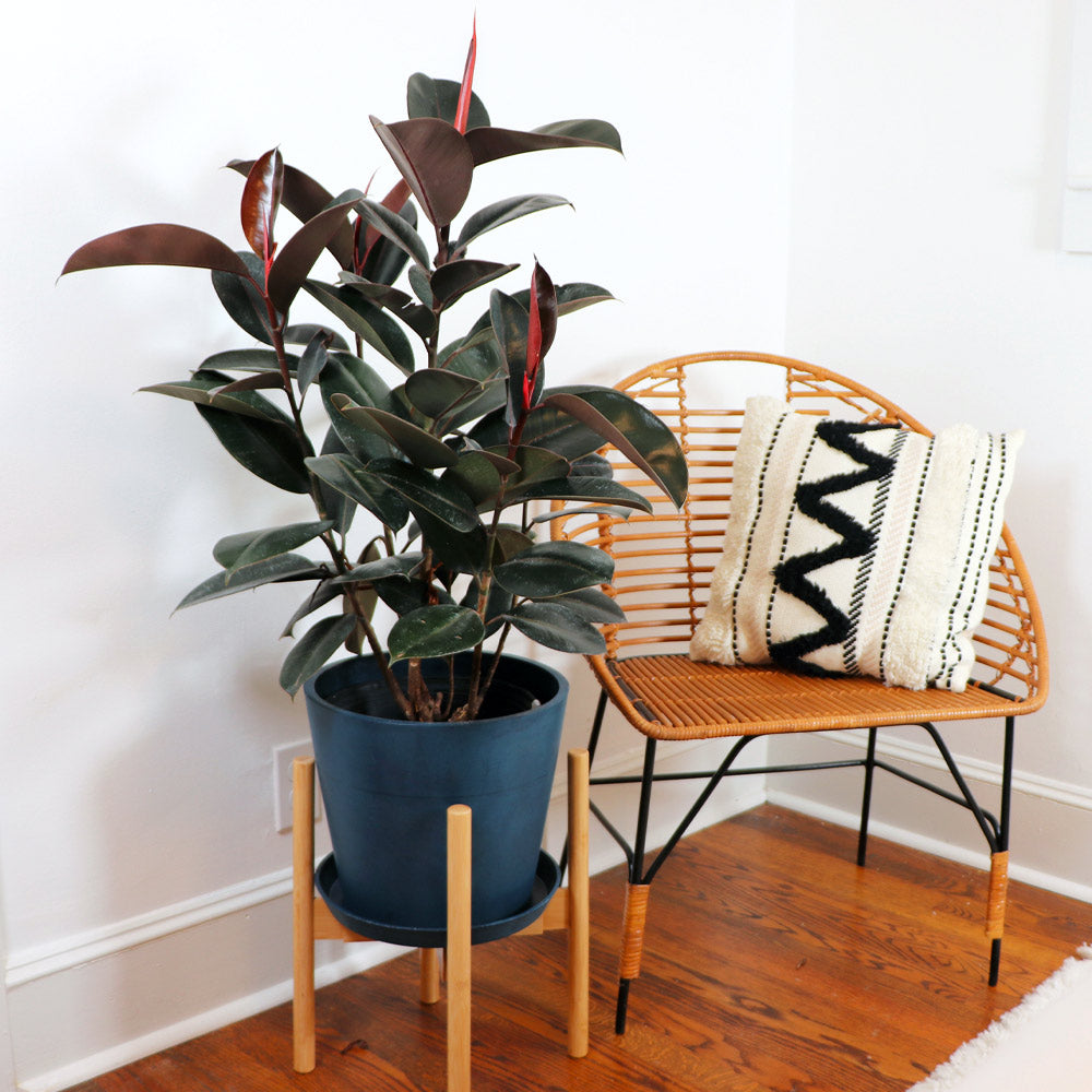 #2 - Rubber Tree Plant