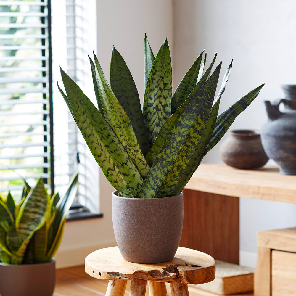 #3 - Snake Plant